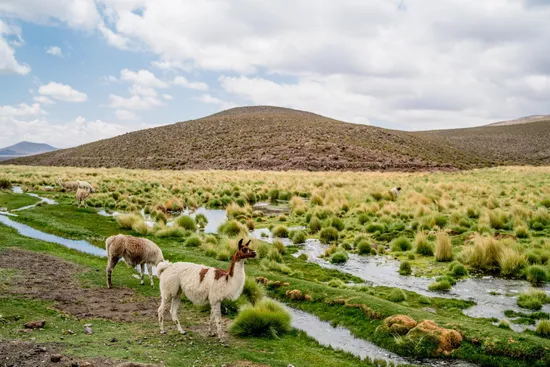 Ablösung von MS Access mittels webbasierter Lösungen